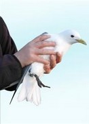 l'oiseau'