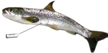le poisson